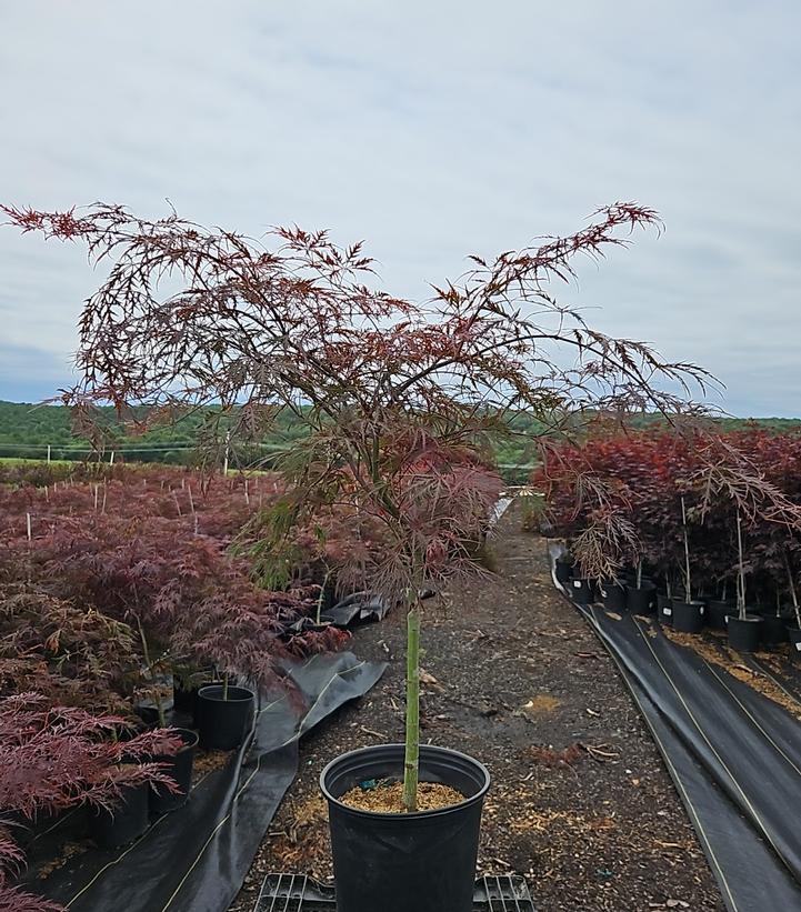Acer palmatum dissectum 'Crimson Queen'