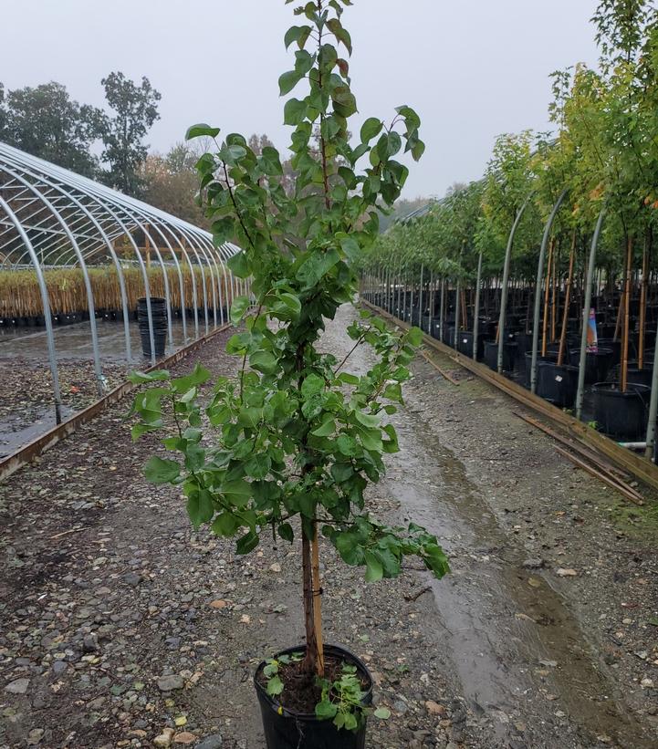 Prunus Perfection