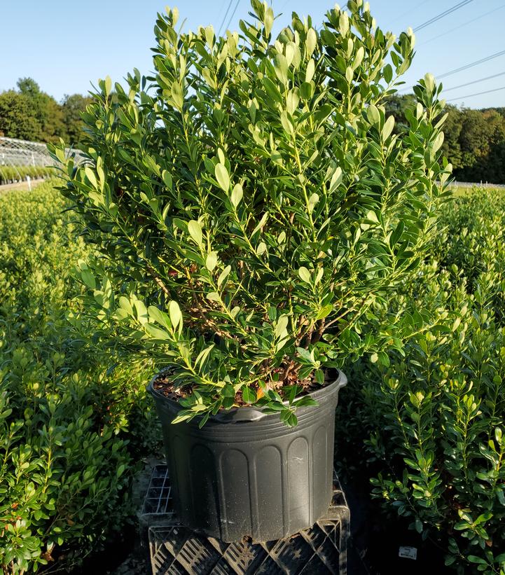 Ilex glabra 'Densa'