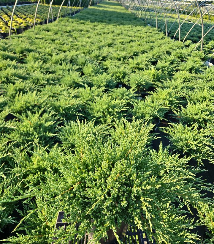 Juniperus chin. Sargentii Viridis