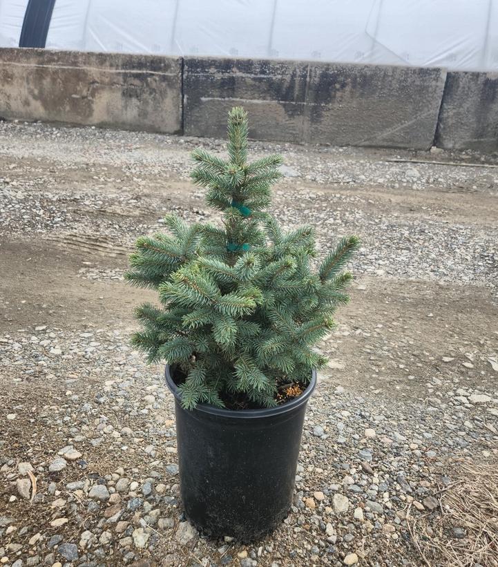 Picea pungens Baby Blue