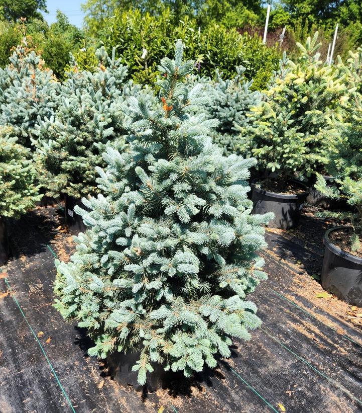 Picea pungens Baby Blue