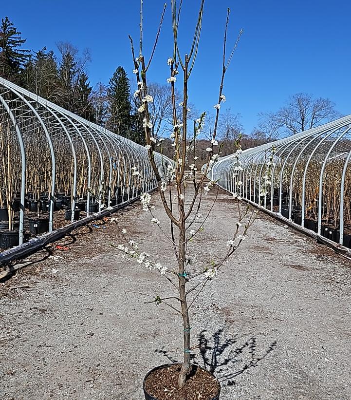 Prunus Elephant Heart