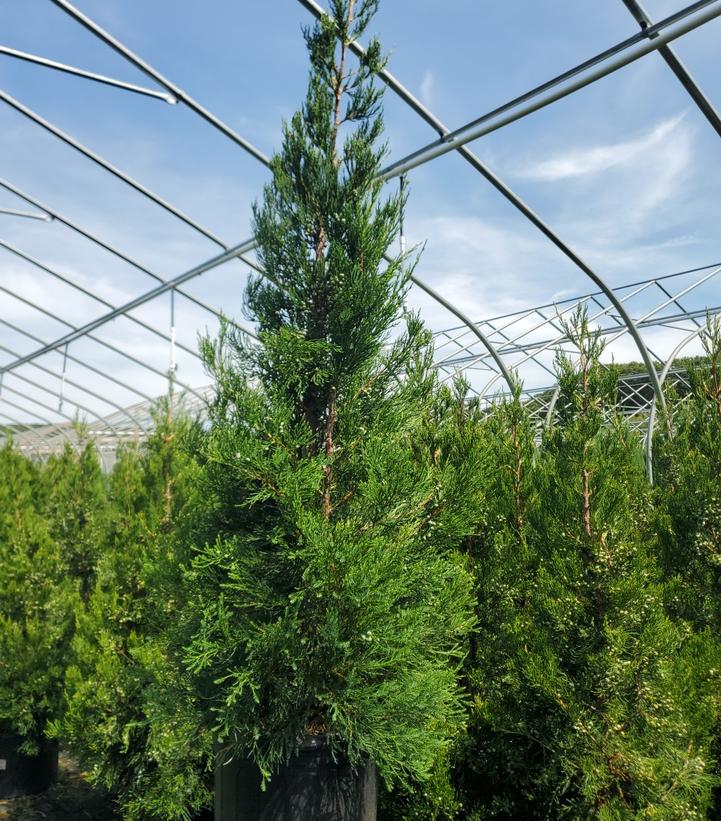 Juniperus c. Hetzii columnaris