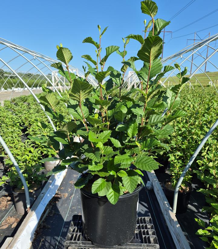 Alnus rugosa 
