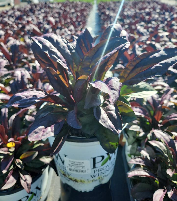 Penstemon hybrid 'Midnight Masquerade'