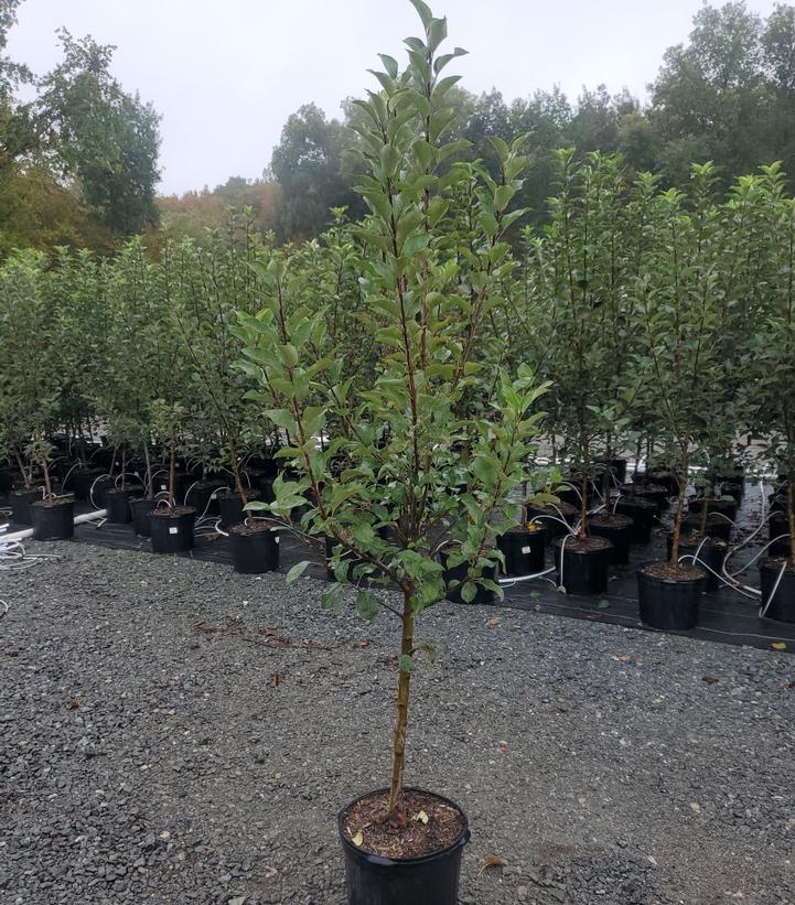 Malus domestica 'Northern Spy'