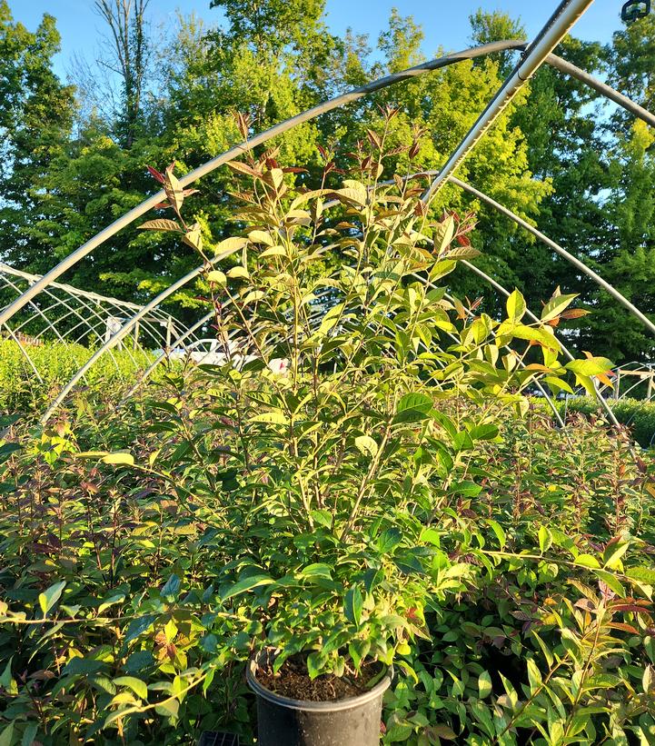 Ilex x 'Apollo'