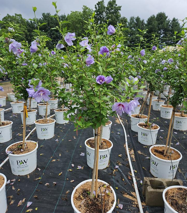 Hibiscus syriacus Blue Chiffon®