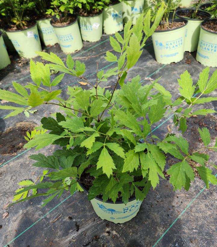 Actaea racemosa 
