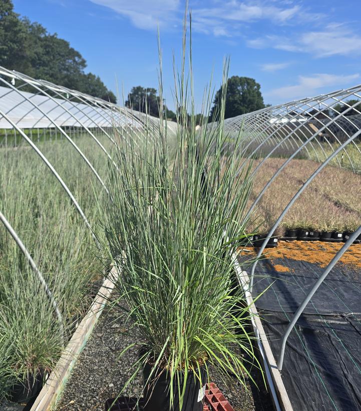 Schizachyrium scoparium 'Prairie Blues'