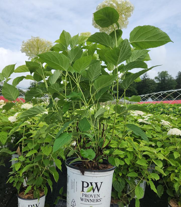 Hydrangea arborescens Incrediball® Incrediball®