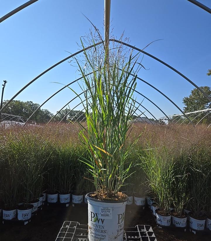 Panicum virgatum Prairie Winds® Apache Rose