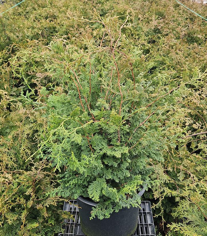 Chamaecyparis obtusa 'Gracilis'