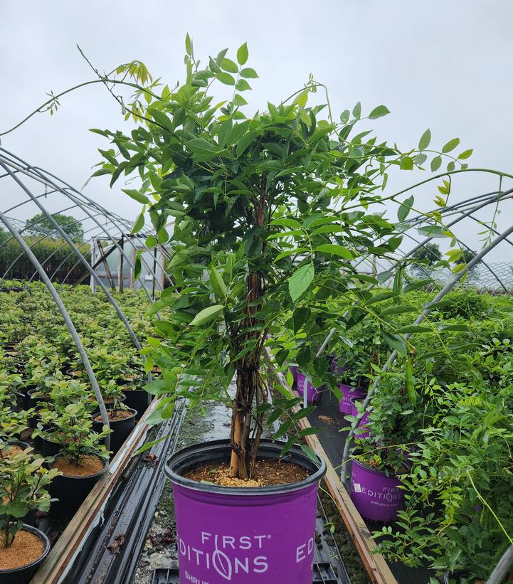 Wisteria macrostachya Summer Cascade™