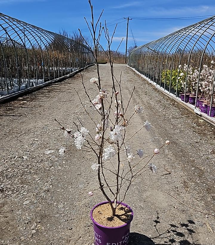 Magnolia stella Centennial Blush™