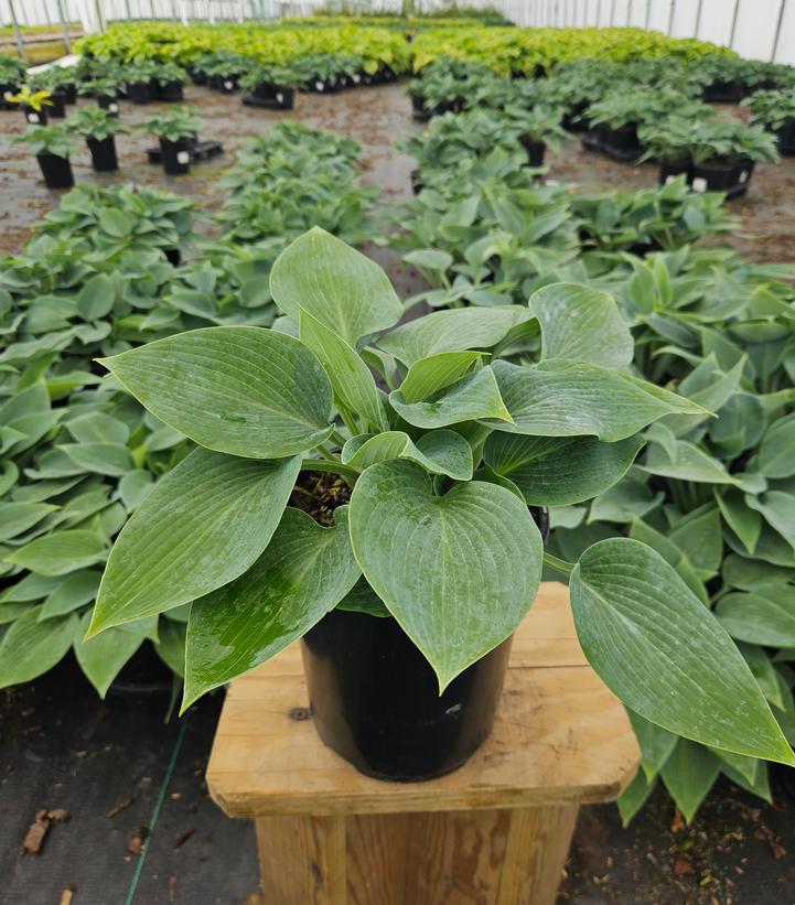 Hosta tardiana 'Halcyon'