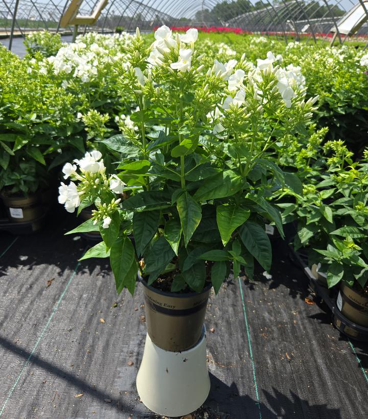 Phlox Volcano® Volcano® White