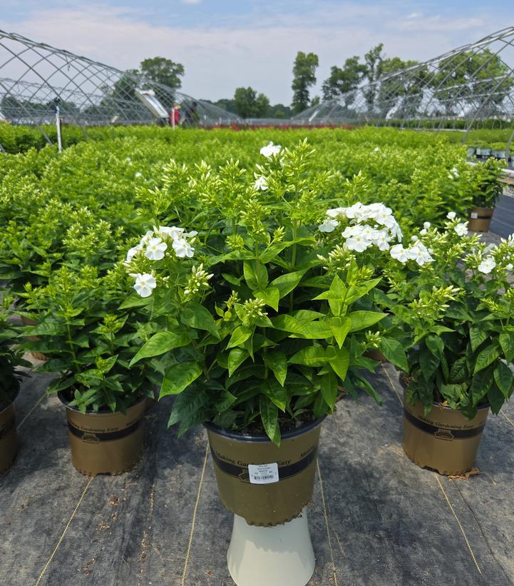 Phlox Volcano® Volcano® White