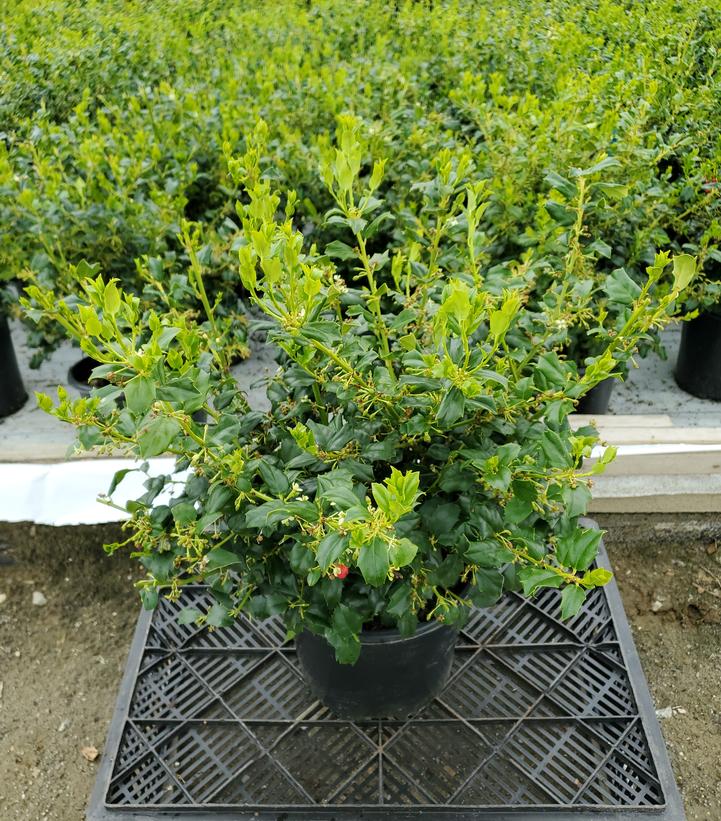 Ilex x meserveae China Girl®