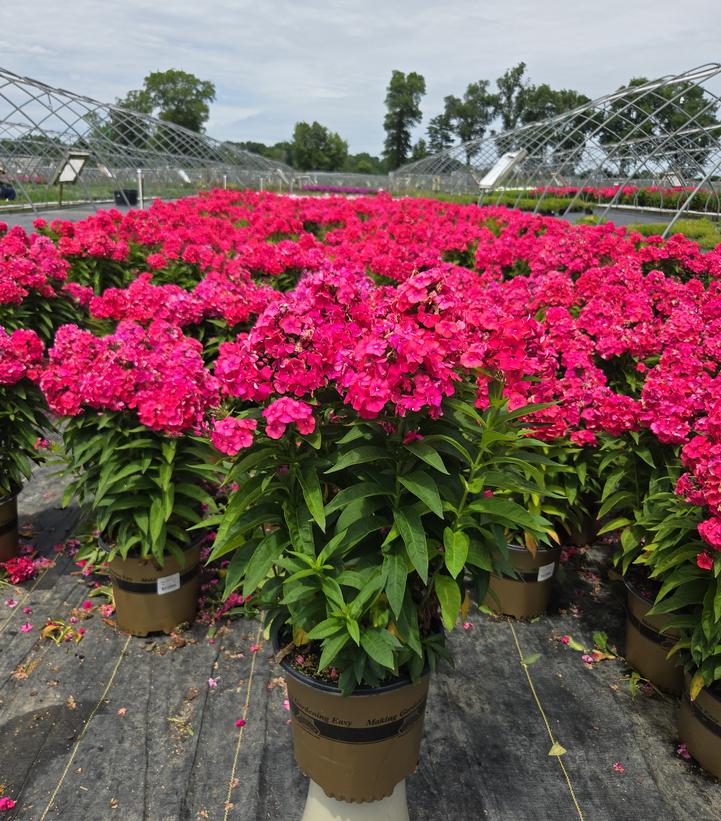 Phlox Volcano® Volcano® Ruby