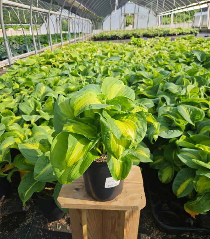 Hosta x 'Enchiladas'