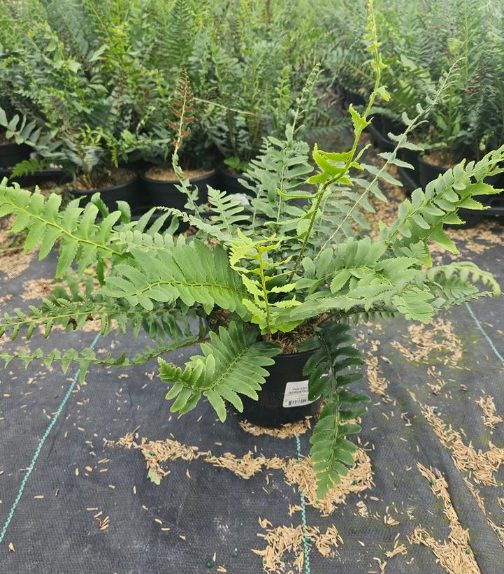 Polystichum acrostichoides 