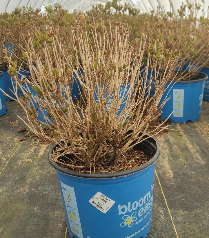 Weigela x Strobe