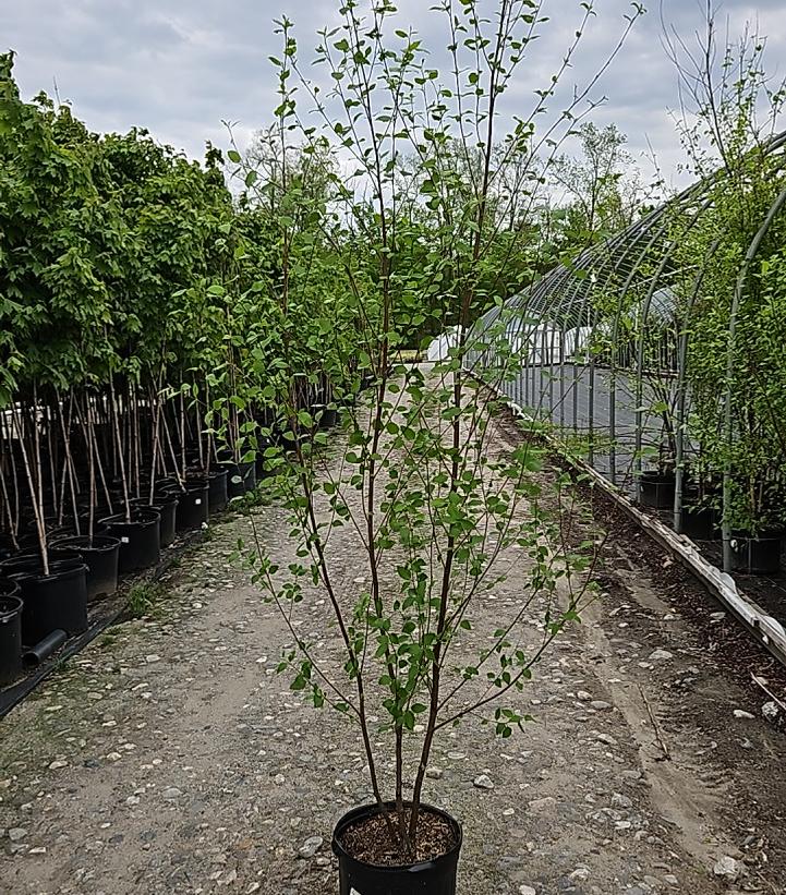 Betula nigra 'Heritage'