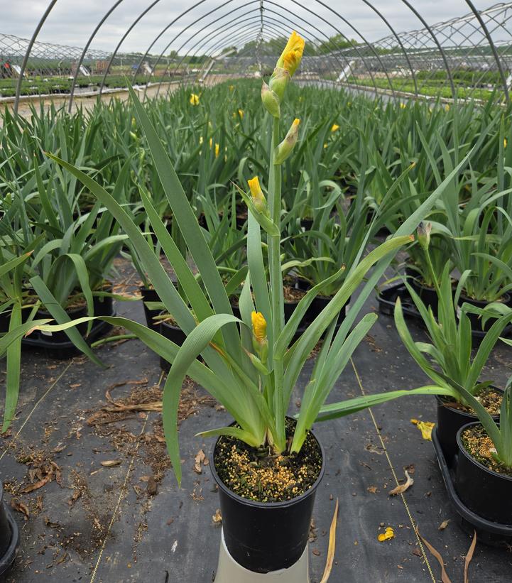Iris germanica Pleasant Peasant