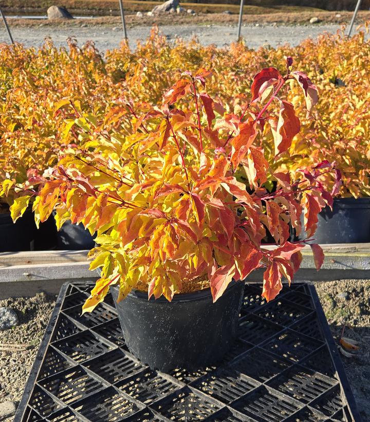 Cornus sanguinea 'Midwinter Fire'