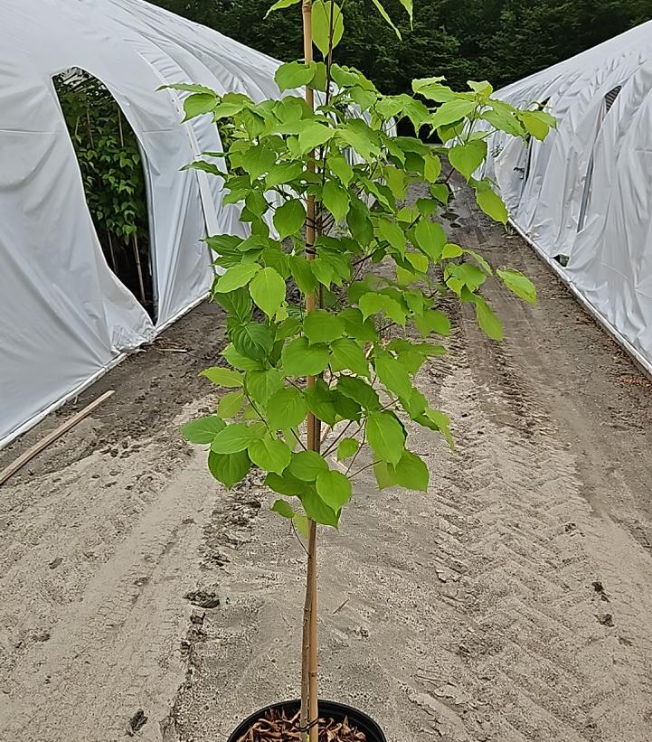 Cornus kousa 