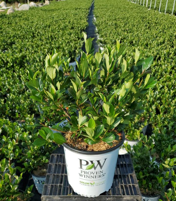 Rubus Prime-Ark® Freedom