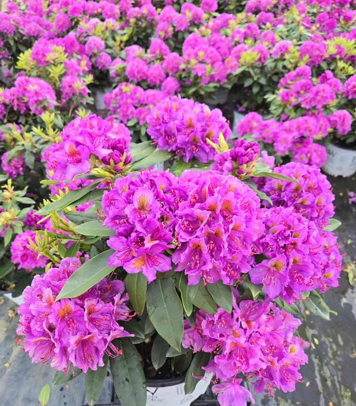 Rhododendron x Dandy Man® Purple