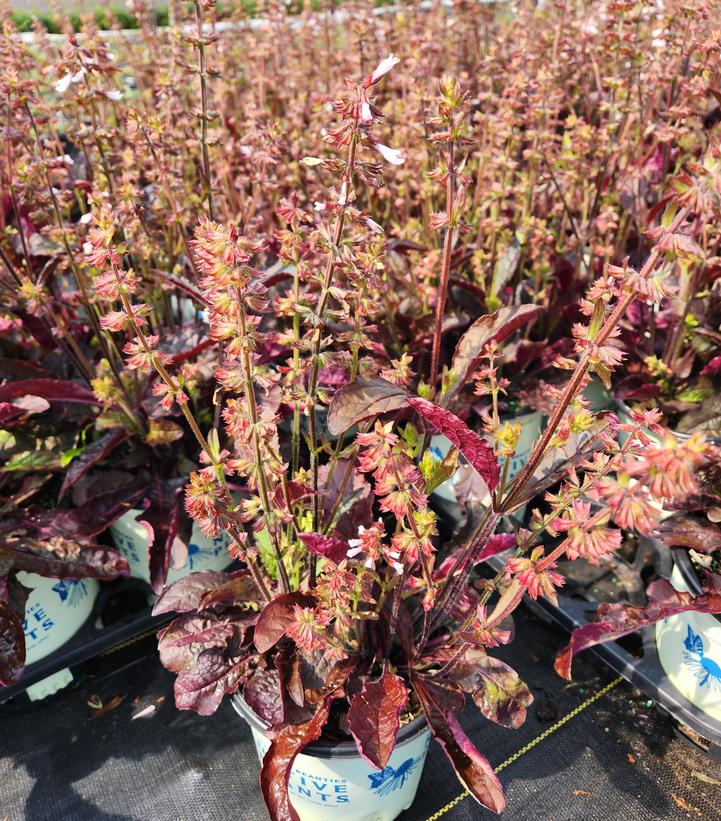 Salvia lyrata 'Purple Knockout'