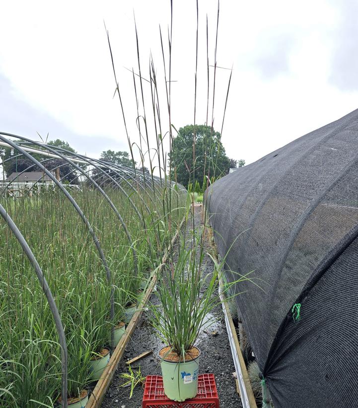 Andropogon gerardii 'Red October'