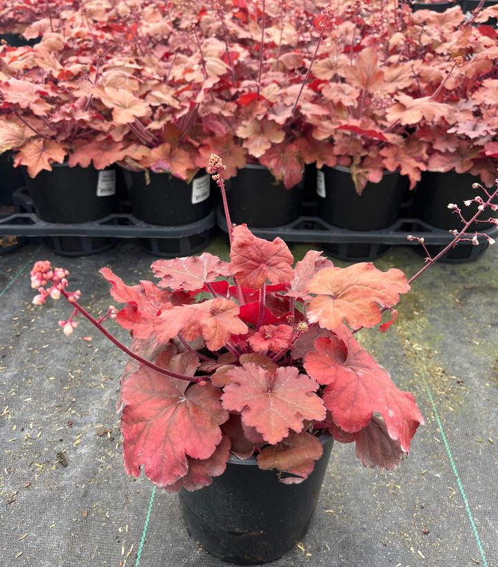 Heuchera 'Fire Alarm'