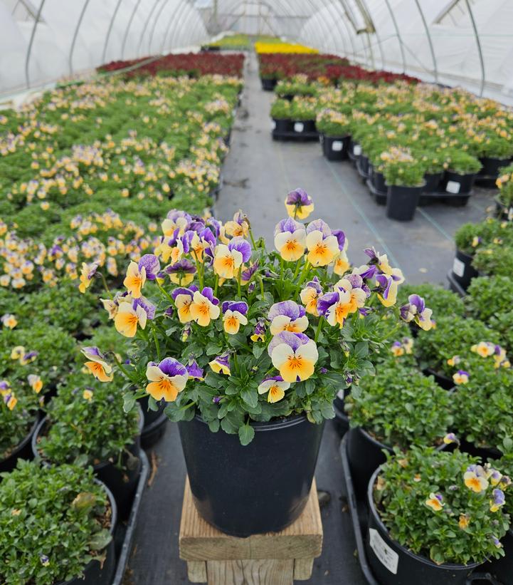 Viola cornuta Penny™ 'Peach Jump Up'