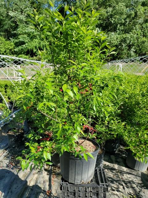 Ilex verticillata 'Winter Red'