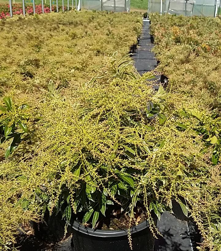 Pieris jap. Passion Party™ Passion Frost