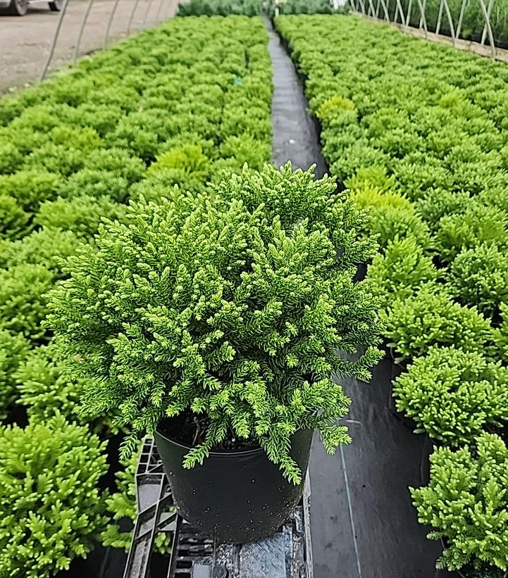 Cryptomeria japonica Dragon Prince™