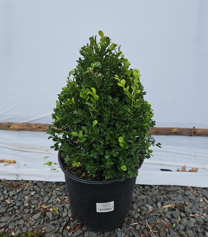 Buxus 'Cranberry Creek'