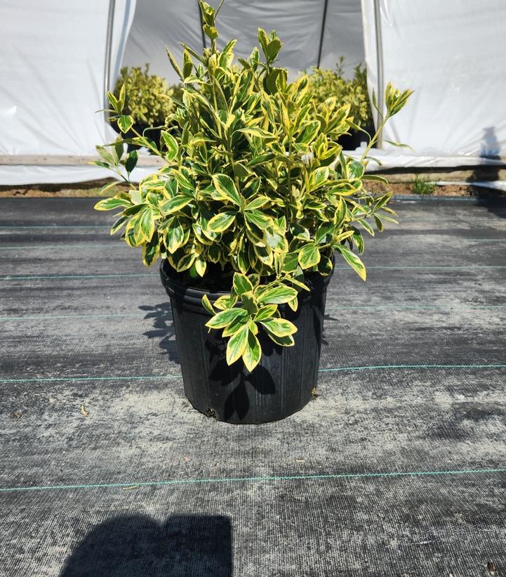 Euonymus japonica 'Silver King'