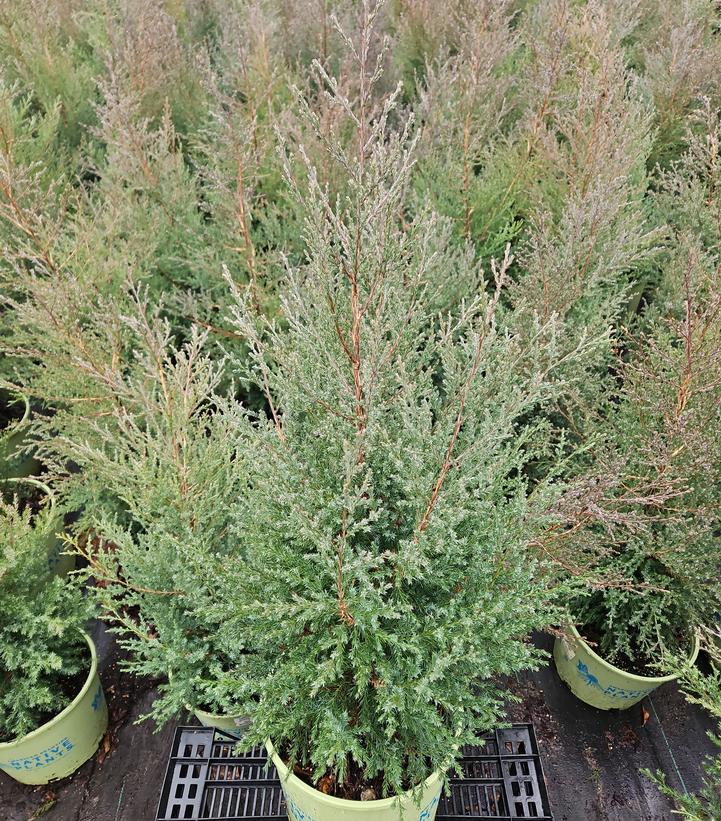 Juniperus virginiana 