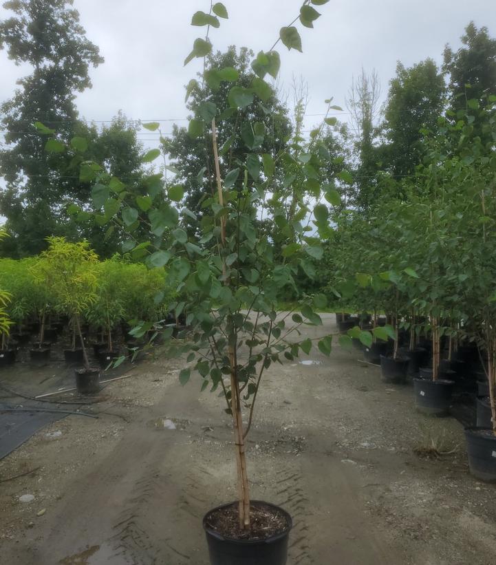 Betula jacquemontii 