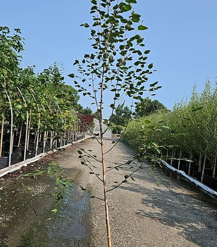 Betula jacquemontii 