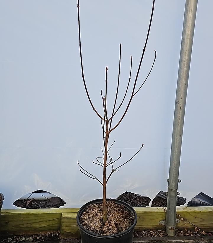 Cornus florida Cherokee Brave™