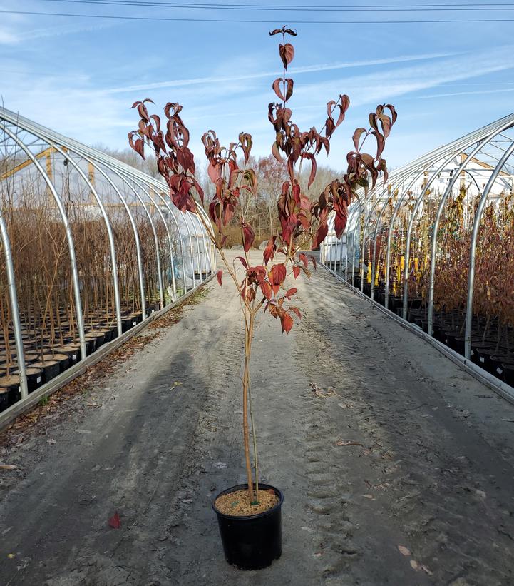 Cornus kousa 'Milky Way'