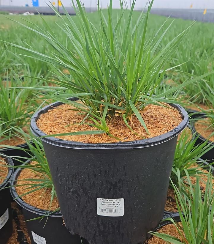 Calamagrostis a. Karl Foerster