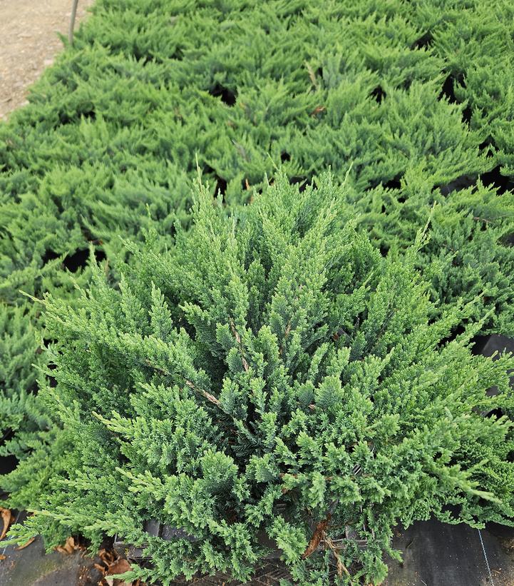 Juniperus horizontalis 'Blue Chip'